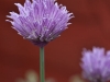 Chive Flowers